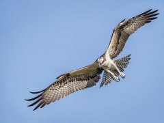 Gordon Mills-Osprey in flight-Very Highly Commended.jpg